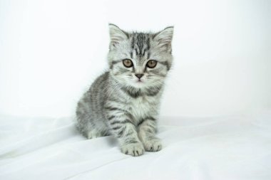 Küçük şirin İskoç Heteroseksüel kedi yavrusu beyaz arka planda beyaz ipekten bir kumaşın üzerinde oturuyor. Tekir renkli kürklü yavru kedi portresi.