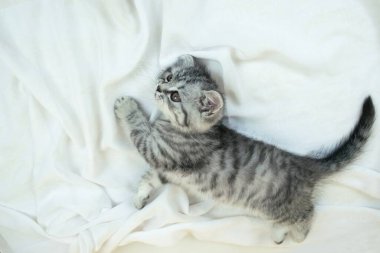 Küçük şirin İskoç Heteroseksüel kedi yavrusu beyaz bir bezin üzerinde uzanıyor. Kopyalama alanı olan beyaz arkaplan. Tekir renkli kürklü yavru kedi portresi.