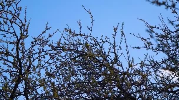 Pássaro Titmouse Salta Sobre Ramos Uma Árvore Com Folhas Crescentes — Vídeo de Stock