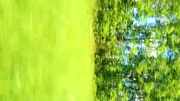Verão Rural Plana Paisagem Ensolarada Janela Trem Campos Verdes Árvores — Vídeo de Stock