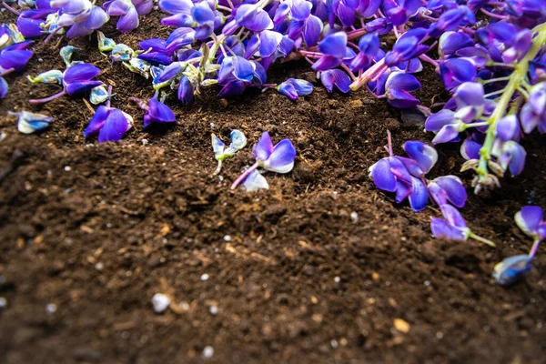 黒い土壌を背景に青紫色の総状花序を閉じます 動物や魚のための環境に優しい 環境飼料のための自然肥料の概念 — ストック写真
