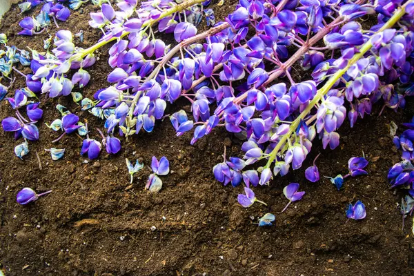 黒い土壌を背景に青紫色の総状花序を閉じます 環境に優しい自然土壌受精 農業における作物の回転 動物や魚のための環境飼料の概念 — ストック写真