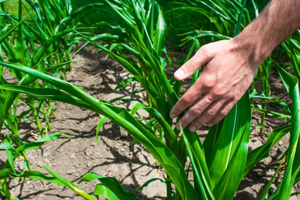 Mão Jovem Agrônomo Toca Brotos Verdes Planta Milho Cultivado Campo — Fotografia de Stock