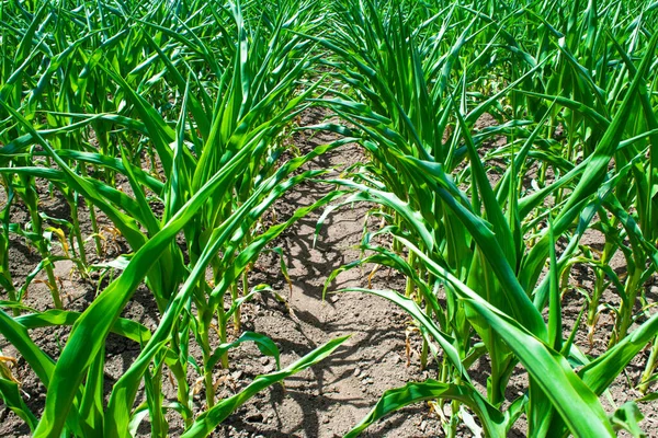 Young green sprouts of maize plant cultivated in field. Concept of agriculture and the cultivation of food and animal feed. Agriculture and productivity. Maize is widely used in cooking, feed production and medicine. Summer sunny day.