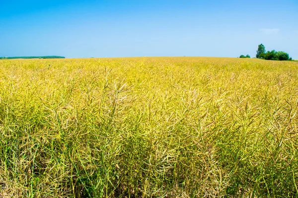 Yağ Tohumu Mahsulü Sarı Tarlada Olgunlaşmış Kolza Tohumu Sebze Yağı — Stok fotoğraf
