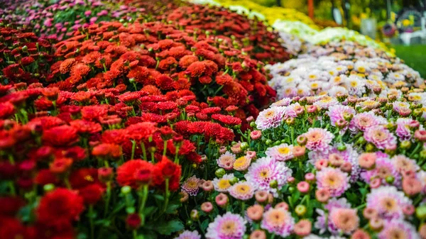 Dekorativ Gepflanzte Sträucher Mit Chrysanthemen Blühen Verschiedenen Farben Aus Nächster — Stockfoto