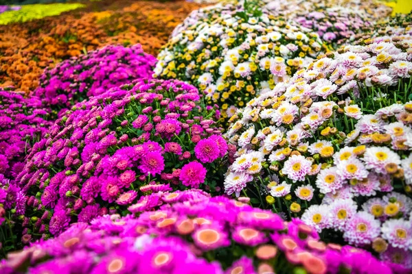 Dekorativ Gepflanzte Sträucher Mit Chrysanthemen Blühen Verschiedenen Farben Aus Nächster — Stockfoto
