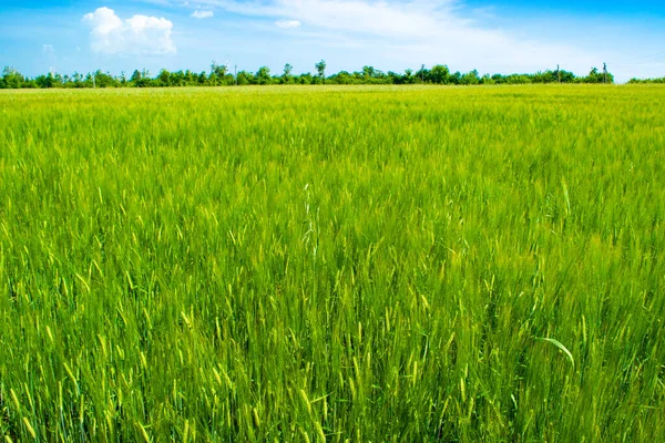 Zelené Žitné Pole Pozadí Modré Oblohy Slunečný Den Venkovská Krajina — Stock fotografie