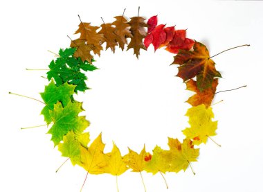 Akçaağaç yaprakları, meşe ve üzümlerden oluşan yuvarlak çerçeve beyaz arka planda izole edilmiş. Yapraklar yeşilden soluk kahverengiye doğru sıralanır. Üç sonbahar ayının sembolleri. Sonbahar kavramı.