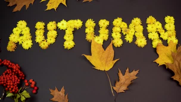 秋天是用黄色的菊花做成的 秋天的枫叶在风中飘扬 黑色背景上的一丛丛红色的树莓 掉下去平躺在床上复制空间 — 图库视频影像
