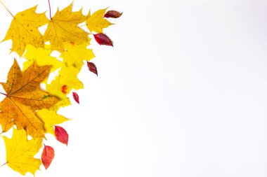 Sonbahar sarı akçaağaç yaprakları ve beyaz arka planda izole edilmiş küçük kırmızı üzüm yaprakları. Asgari doğa düşüş konsepti. Düz yatıyordu. Metin için şablon, boşluğu kopyala.