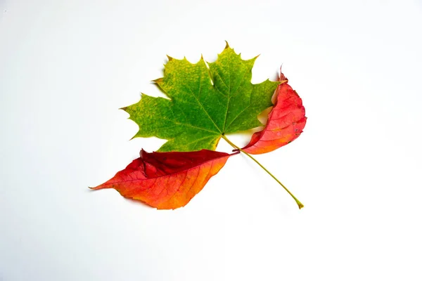 Três Folhas Outono Uma Folha Bordo Verde Amarela Entre Duas — Fotografia de Stock