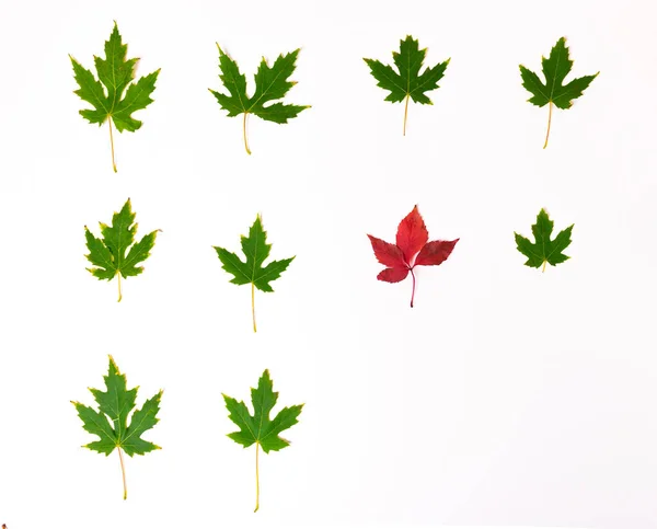 Ein Rotes Blatt Wilder Trauben Reihen Grüner Ahornblätter Mit Kopierraum — Stockfoto