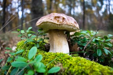 Yeşil yosun ve yaban mersini çalılarının arasında bir sonbahar ormanının arka planında güzel bir Porcino mantarı büyüdü. Doğanın sonbahar hediyeleri. Yakın plan. Boletus edulis manzarası.