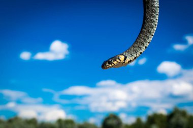 Çimen yılanı (Natrix natrix), bazen halkalı yılan ya da su yılanı olarak da adlandırılır. Vahşi doğa manzarası.