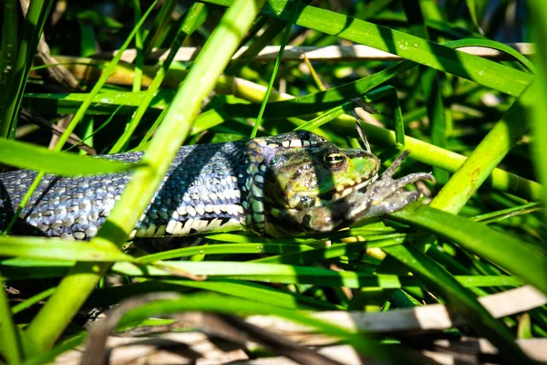 Serpiente Hierba Natrix Natrix Veces Llamada Serpiente Anillada Serpiente Agua — Foto de Stock