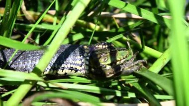 Çimen yılanı (Natrix natrix), bazen halkalı yılan veya su yılanı olarak da adlandırılır, yeşil çimlerin ortasında yakalanan kurbağayı yutar. Kurbağanın kafası yılanın ağzından dışarı bakar. Vahşi doğa. Ekosistem.