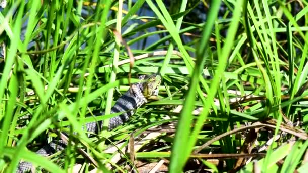 Gräsorm Natrix Natrix Ibland Kallad Ringorm Eller Vattenorm Sväljer Äter — Stockvideo