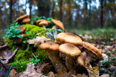 Yeşil yosun ve yaban mersini çalılarının arasında bir sonbahar ormanının arka planında güzel bir bal mantarı kümesi büyüdü. Doğanın sonbahar hediyeleri. Yakın plan. Armillaria mellea, bal mantarı olarak bilinir..
