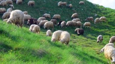 Zabljak 'tan Pluzine' e uzanan ve Prevoj Sedlo geçidinden geçen yüksek dağlık yeşil tepelerde otlayan koyun sürüsü görülüyor. Durmitor Ulusal Parkı. Karadağ.