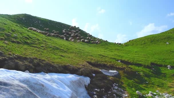 Herd Van Schapen Grazen Hoge Bergachtige Groene Heuvels Met Sneeuw — Stockvideo