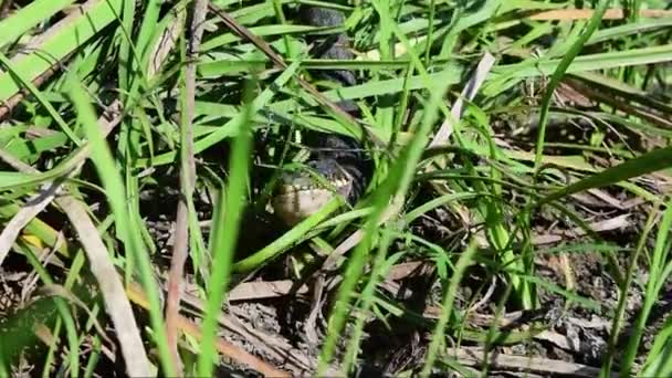 Grass Snake Natrix Natrix Sometimes Called Ringed Snake Water Snake — Stock Video
