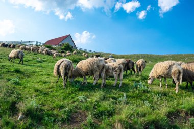 Koyun sürüsü, mavi bulutlu arka planda, kırsal bir evin yakınındaki yeşil bir çayırda otlar. Yaz güneşli manzarası. Durmitor Ulusal Parkı. Karadağ.