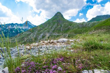 Kekik çiçekleri ve yeşil çimenler, UNESCO Dünya Mirası alanı olan Durmitor ulusal parkının dağ zirvelerinin arka planına yakın planda. Güzel bir yaz bulutlu manzarası. Karadağ.
