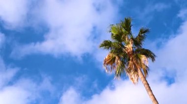 Batan güneşin ışınlarıyla aydınlanan mavi bulutlu gökyüzüne karşı güzel bir palmiye ağacı. Bereketli tropikal yapraklar. Rahatlama, seyahat ve tatil için ideal bir yer..