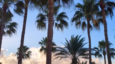 Şafak vakti bulutlu gökyüzüne karşı güzel, uzun palmiye ağaçları. Tropik manzara, dinlenmek, seyahat ve tatil için ideal bir yer..