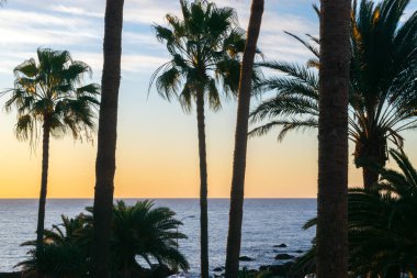 Şafak sökerken sarı-turuncu bulutlu gökyüzüne karşı güzel uzun palmiye ağaçları ve sakin bir okyanus. Tropik manzara, dinlenmek, seyahat ve tatil için ideal bir yer..