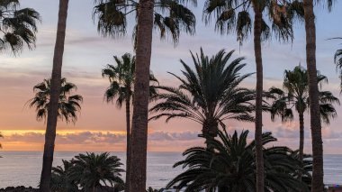 Güzel, uzun palmiye ağaçları pembe-turuncu bulutlu gökyüzüne karşı şafak ışığında ve sakin bir okyanusta. Tropik manzara, dinlenmek, seyahat ve tatil için ideal bir yer..