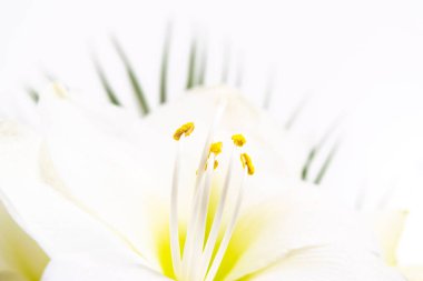 Güzel beyaz zambak çiçeği yaklaş. Polenle kaplı Pistil ve Stamens. Makro. Beyaz arka plan. Tebrik kartı.