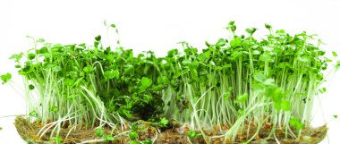 Küf ve çürüme taze yeşil lahanalarda roka mikro yeşillikleri. Uygunsuz bitki bakımından kaynaklanan faydalı filizlenme sorunları. Beyaz arka plan. Kapat..