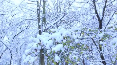 Karlı bir parkın kış manzarası. Çalıların ve ağaçların dalları beyaz bir kar tabakasıyla kaplıdır. İlk kar yağışı. Beklenmedik hava sürprizleri.