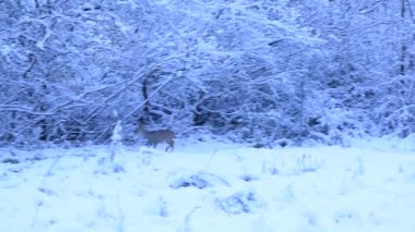 Avrupai yaban geyiği beyaz karların arasından çitin üzerinden atlamaya çalışıyor. Vahşi hayata insan müdahalesi. Hayvanlar insan aktivitesinden muzdariptir..
