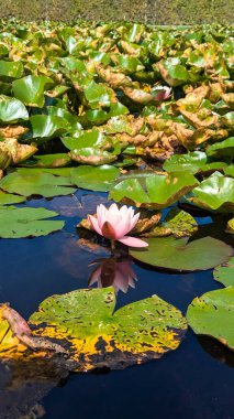 Parlak pembe nilüferler gölet yüzeyini kaplayan büyük yeşil nilüferler arasında çiçek açarlar. Mavi su gökyüzünü yansıtır ve çevresindeki bitki örtüsüyle canlı bir kontrast yaratır..
