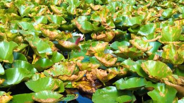 Parlak pembe nilüferler gölet yüzeyini kaplayan büyük yeşil nilüferler arasında çiçek açarlar. Mavi su gökyüzünü yansıtır ve çevresindeki bitki örtüsüyle canlı bir kontrast yaratır..