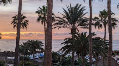 Güzel, uzun palmiye ağaçları pembe-turuncu bulutlu gökyüzüne karşı şafak ışığında ve sakin bir okyanusta. Tropik manzara, dinlenmek, seyahat ve tatil için ideal bir yer..