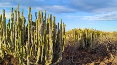 Kanarya lahanası ya da Euphorbia kanaryasının uzun gövdeleri, güneş ışınlarıyla aydınlanır, yukarı doğru mavi bulutlu bir gökyüzünün arka planına uzanır. Tropikal iklimde egzotik bitkiler. Tenerife. Kanarya Adaları.