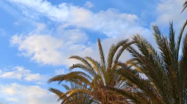Batan güneşin ışınlarıyla aydınlatılan mavi bulutlu gökyüzüne karşı güzel palmiye ağaçları. Bereketli tropikal yapraklar. Rahatlama, seyahat ve tatil için ideal bir yer..