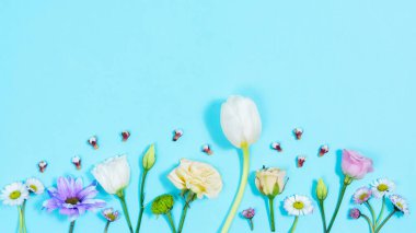 Bahar kompozisyonu. Narin doğal çiçekler, laleler, mavi arka planda papatyalar. Bahar mevsimi ve bahar çiçeği kavramı. Anneler Günü için tebrik kartı..