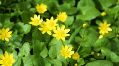 Çiçeklerin açan sarı çiçekleri güneşte yanıyor. Doğal sarı-yeşil arka plan. Merhaba Spring. Güzel bir bahar tatili konsepti. Kapat..