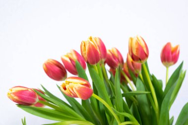 Taze kırmızı-sarı lalelerden oluşan buket kapanıyor. Tebrik kartı. Aşk kavramı, kadınlık, zarafet ya da ilkbaharın gelişi, ayrıca romantik çay partisi. Boşluğu kopyala.