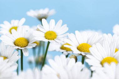 Çiçek açan papatya çiçeklerinin güzel kafaları. Mavi arka plan. Tebrik kartı. Boşluğu kopyala.
