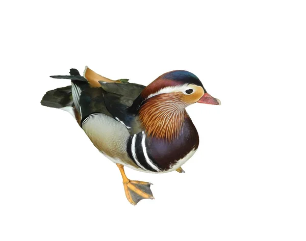 Mandarin duck on a white background — Stock Photo, Image