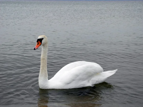 Cisne en el Mar Báltico . —  Fotos de Stock