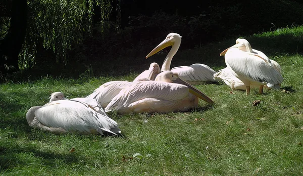 Grupo de férias pelicanos . — Fotografia de Stock