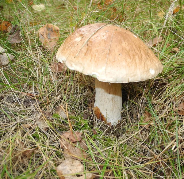 Steinpilz im Gras. — Stockfoto