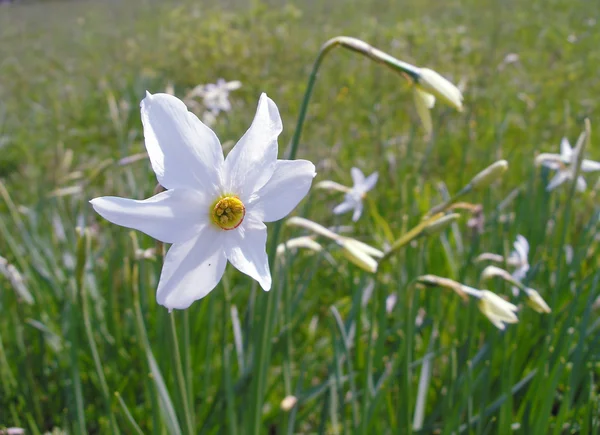 Narciso de primavera floreciente . — Foto de Stock